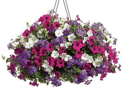 Hanging mixed planter, 10”