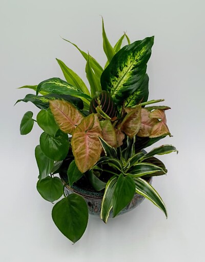 Medium Dish Garden