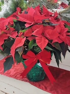 Poinsettia Plant