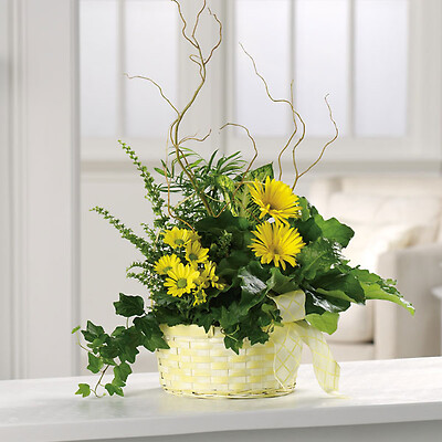Get well dish garden