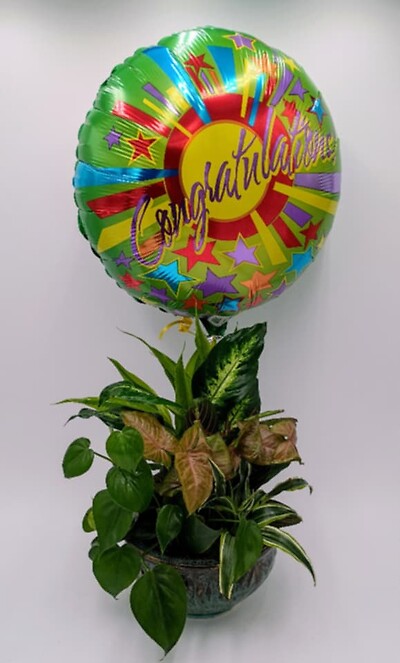 Dish Garden w/Congratulations Mylar