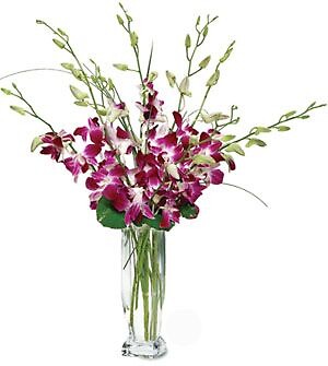 Orchids, 10 stems (kmd)