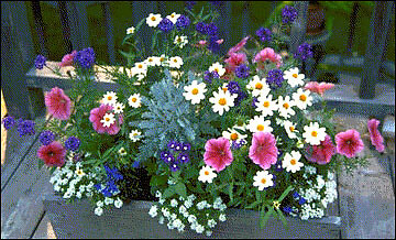 Hanging mixed planter, Large
