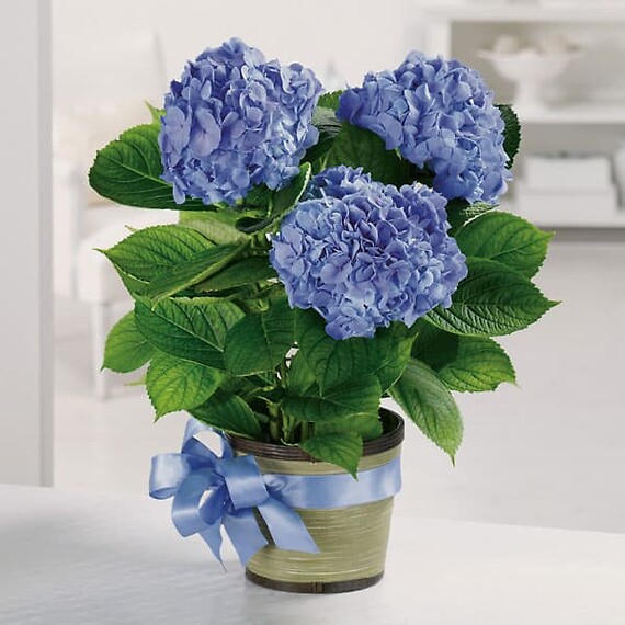 Potted Blue Hydrangea