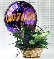 Dish Garden w/Congratulations Mylar, kmd
