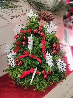 Boxwood Tree