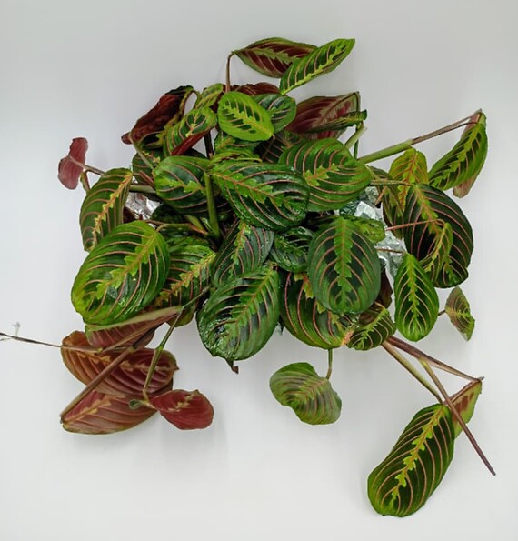 Prayer Plant (Maranta leuconeura)